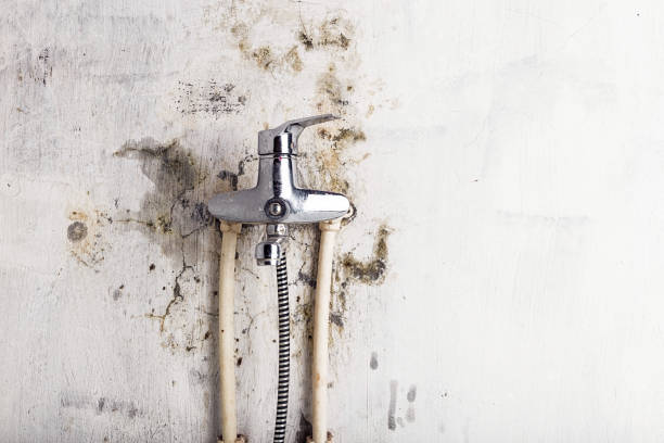 Best Black Mold Removal  in Petersburg, VA