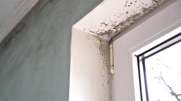 Best Crawl Space Mold Removal  in Petersburg, VA