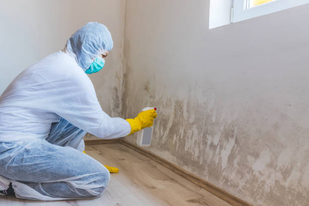 Best Professional Mold Removal  in Petersburg, VA