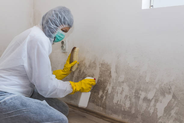 Best Toxic Mold Removal  in Petersburg, VA
