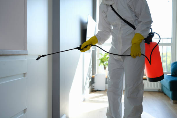 Best Best Mold Removal Companies  in Petersburg, VA