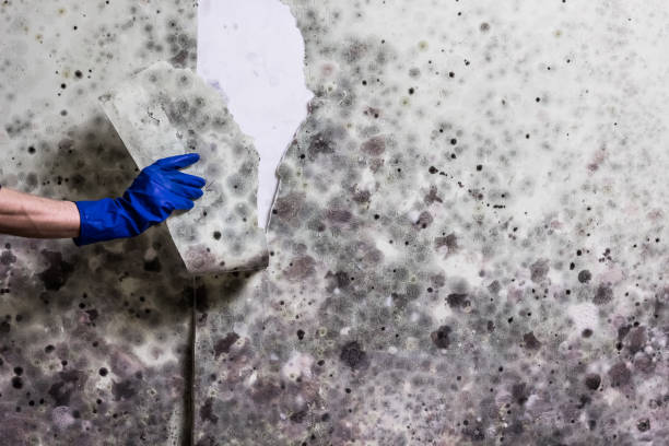 Best Mold Removal Near Me  in Petersburg, VA