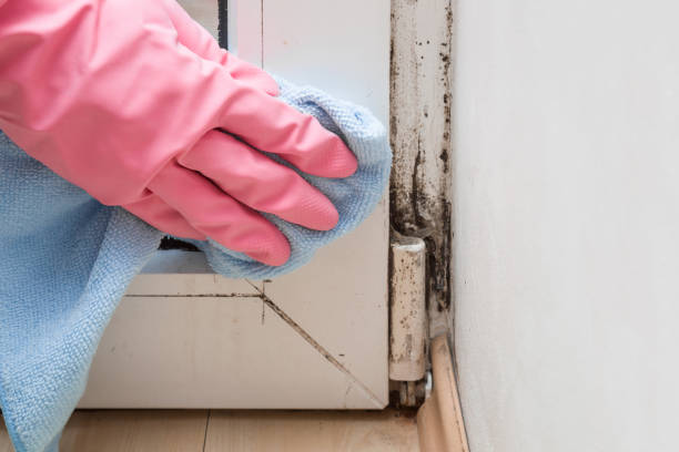 Best Mold Testing  in Petersburg, VA